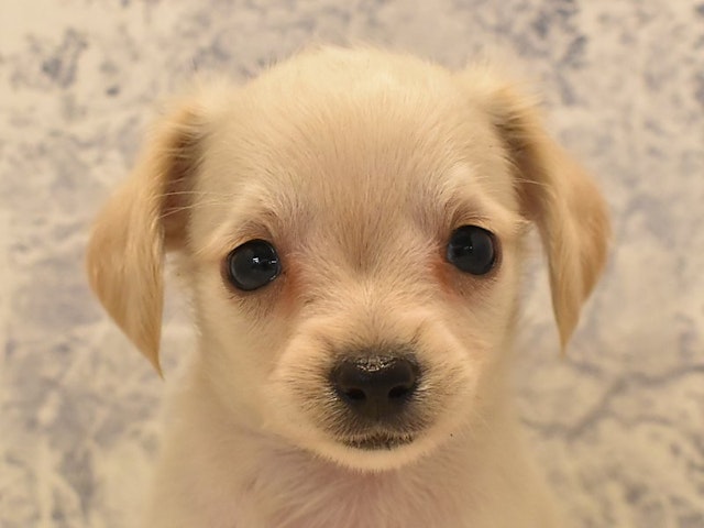 埼玉県のハーフ犬 (ペッツワン熊谷籠原店/2024年2月28日生まれ/男の子/クリーム)の子犬